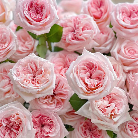 Pink O'Hara Rose Shrub
