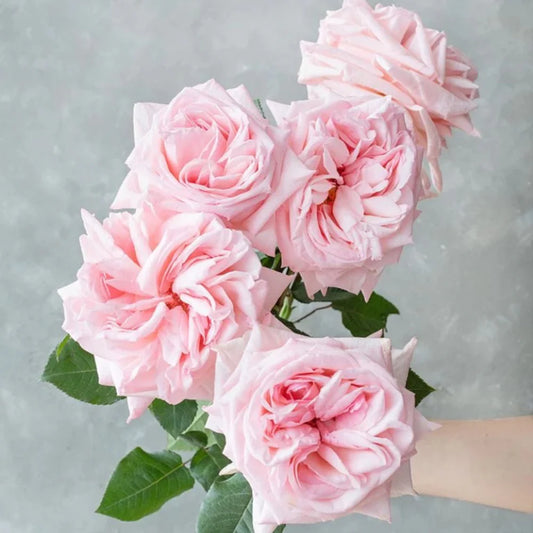Pink O'Hara Rose Shrub
