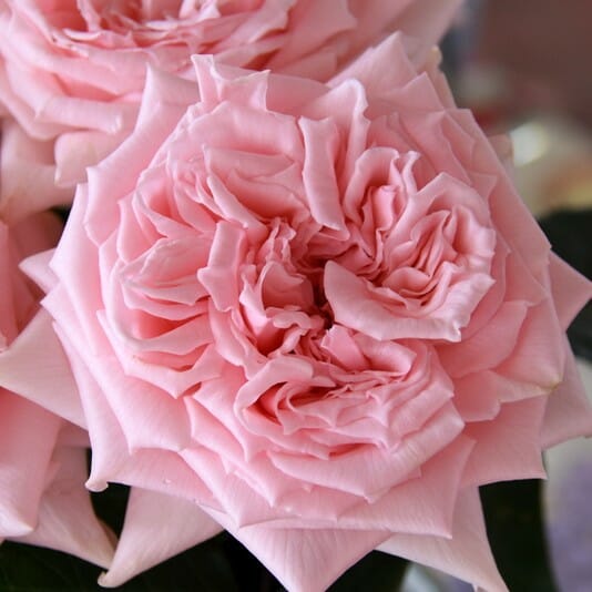 Princess Hitomi Rose Shrub