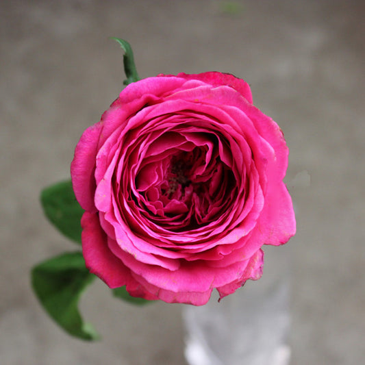 Princess Kishi Rose Shrub