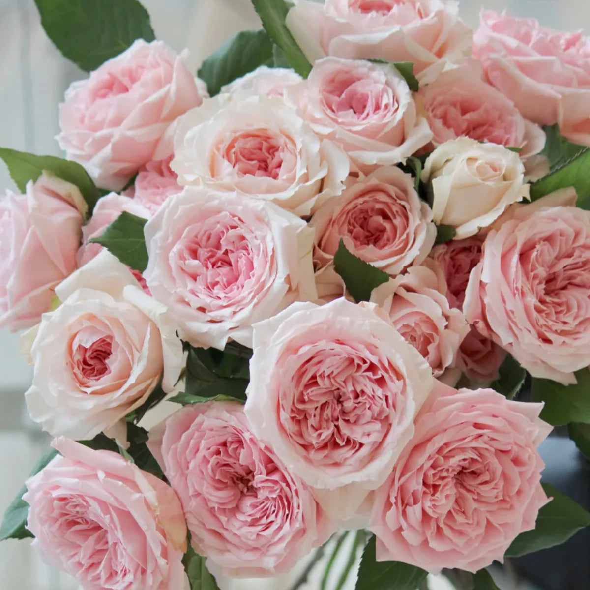 Princess Hitomi Rose Shrub