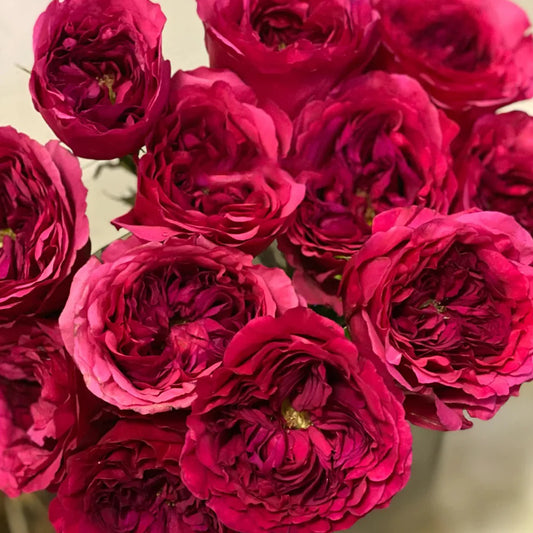 Princess Kishi Rose Shrub