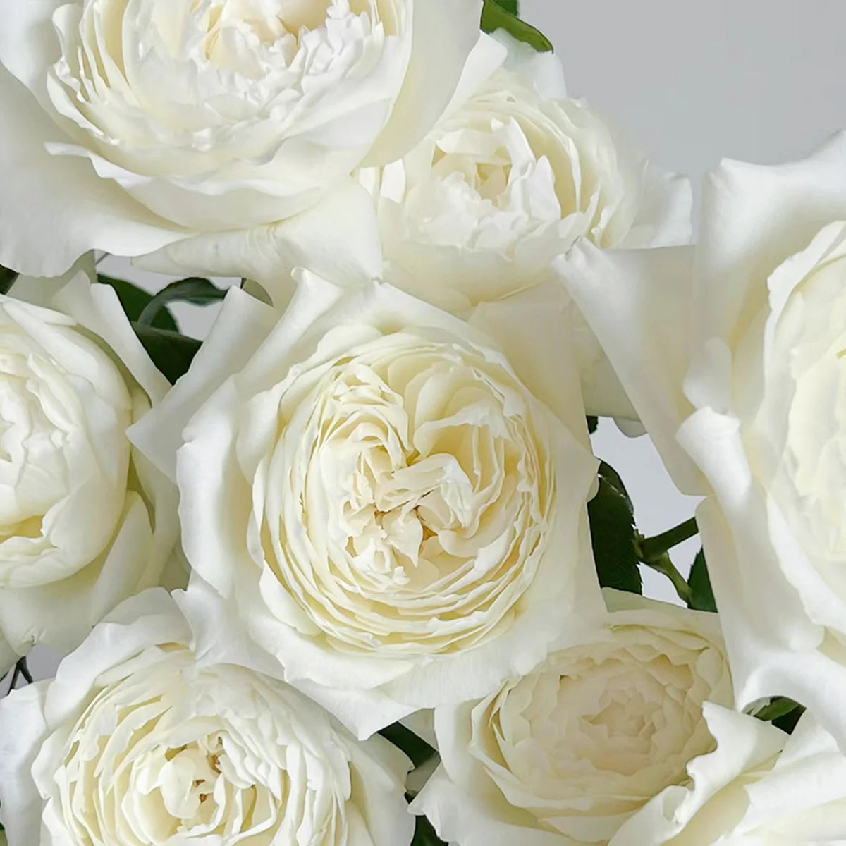 Princess Miyuki Rose Shrub