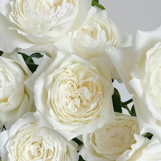 Princess Miyuki Rose Shrub