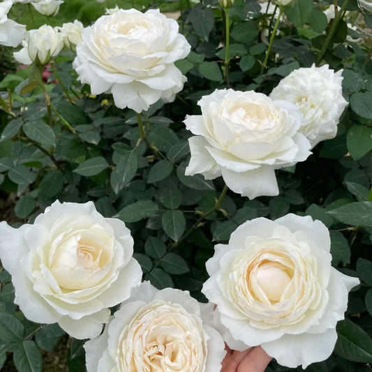 Princess Miyuki Rose Shrub