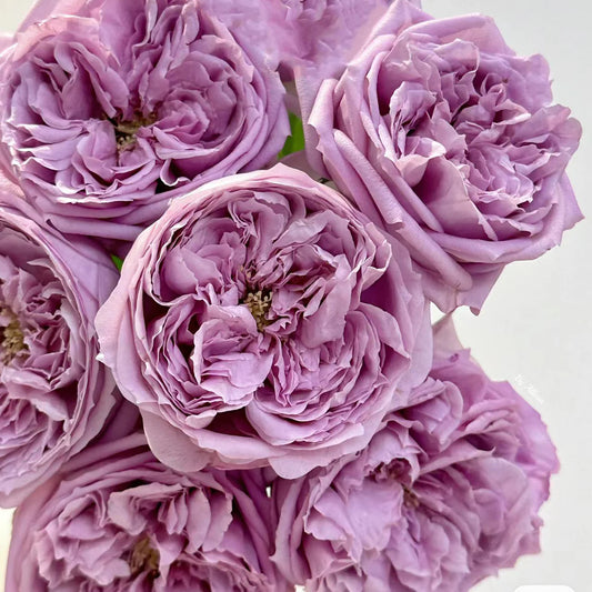 Repartil Rose Shrub