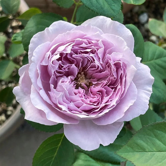 Repartil Rose Shrub