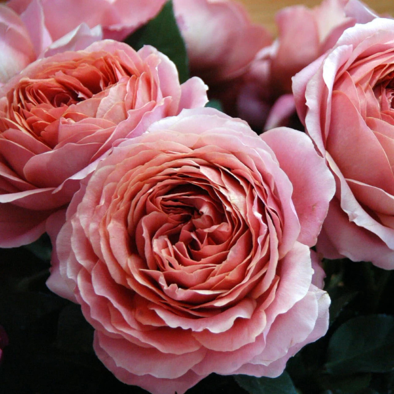 Romantic Antike