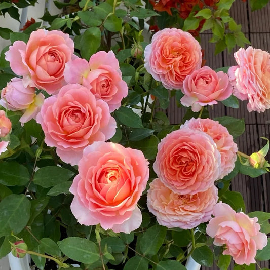 Romantic Antike Rose Shurb