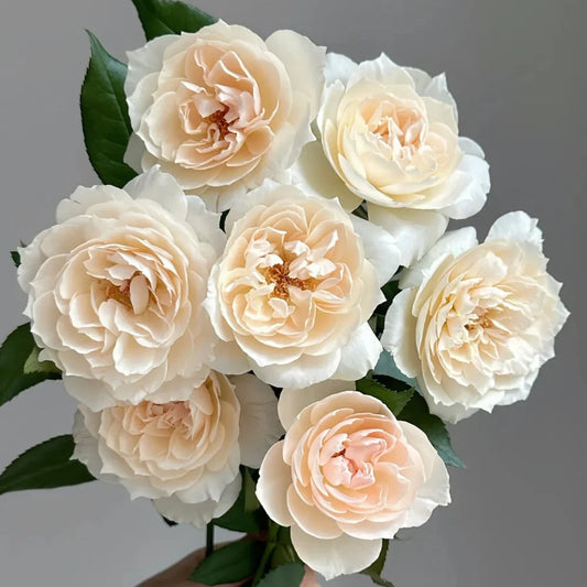 Royal Diva Rose Shrub