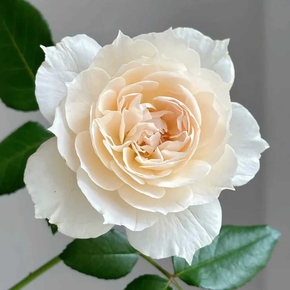 Royal Diva Rose Shrub