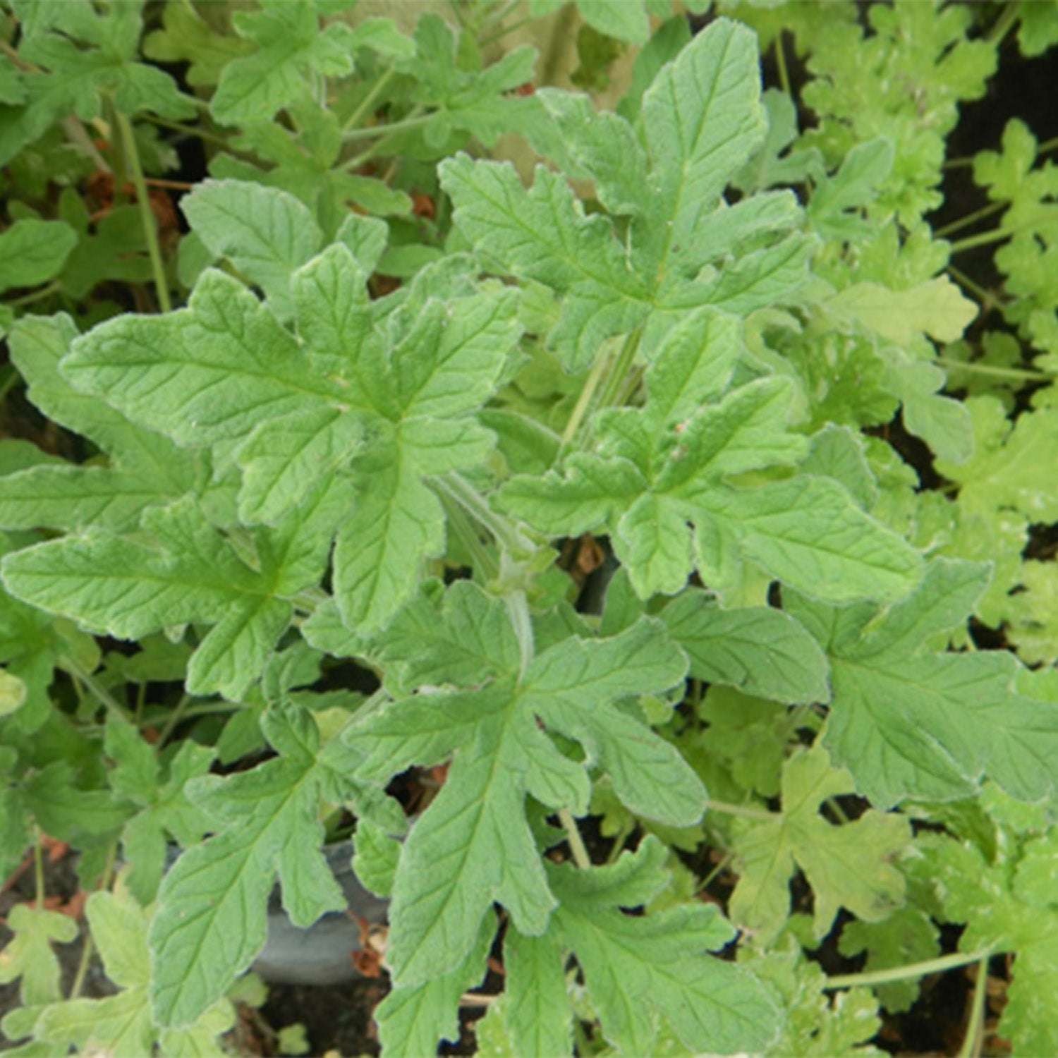 Scented Geranium 'Rober's Lemon Rose'