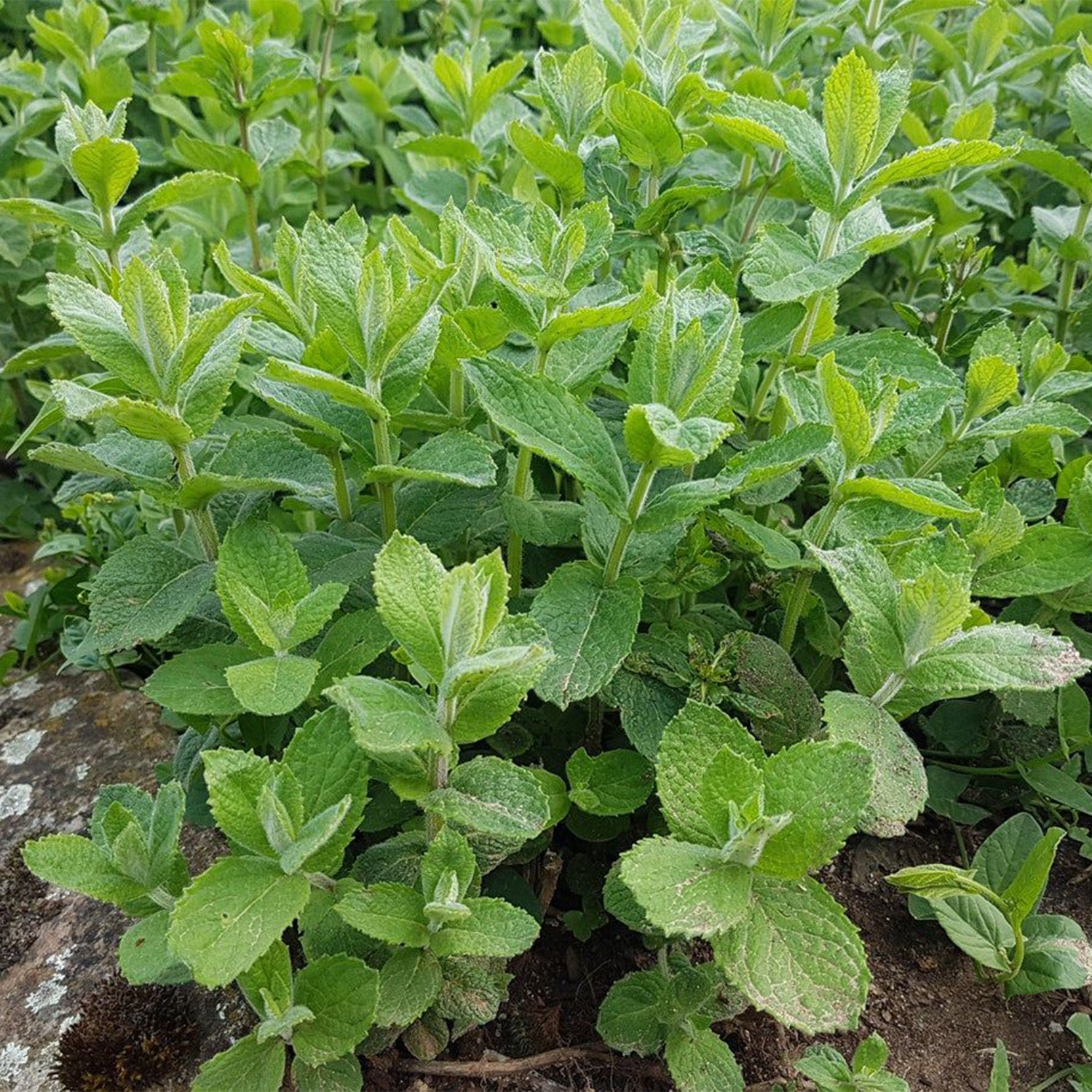 Apple Mint
