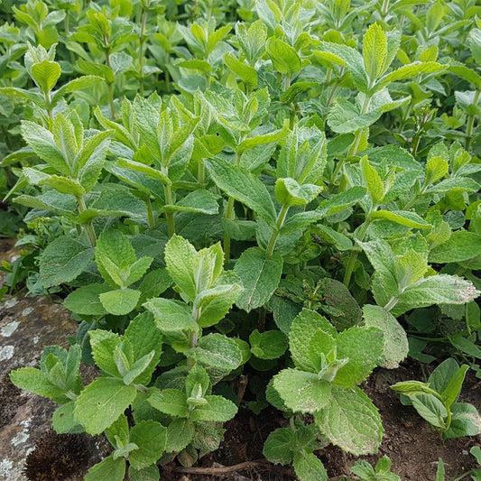 Apple Mint