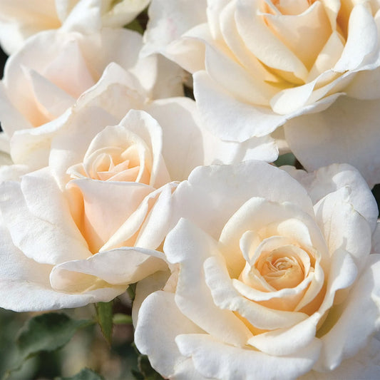 French Lace Rose Shrub