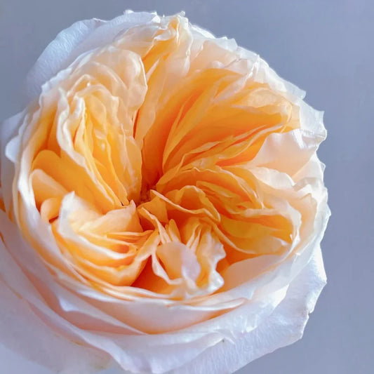 Victorian Peach Rose Shrub