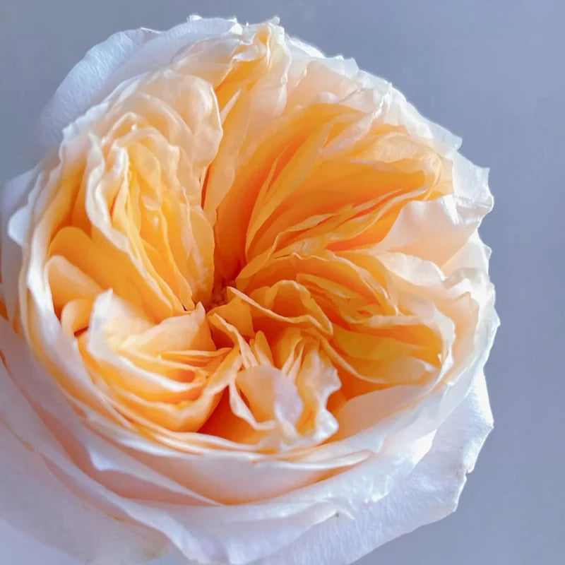 Victorian Peach Rose Shrub
