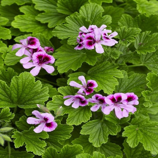 Scented Geranium 'Orange Fizz'