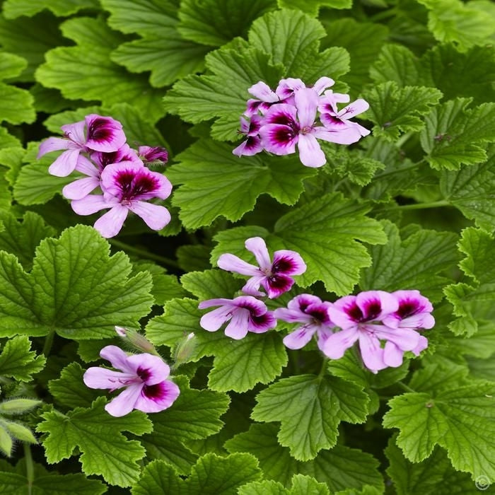 Scented Geranium 'Orange Fizz'