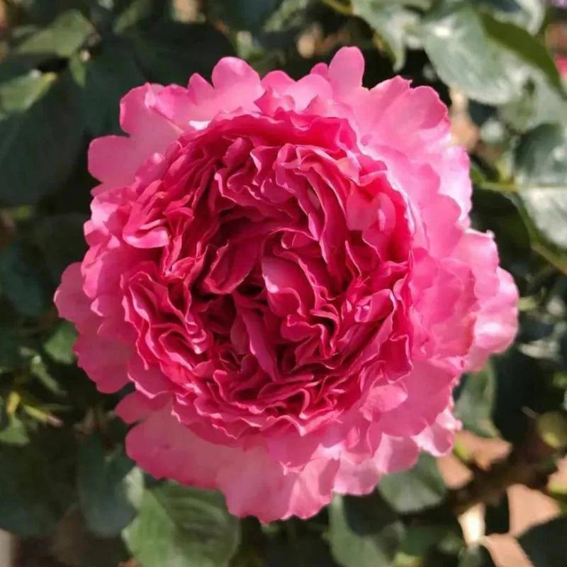 Yves Piaget Rose Shrub