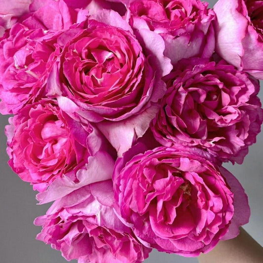 Yves Piaget Rose Shrub