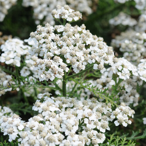 Achillea White Yarrow
