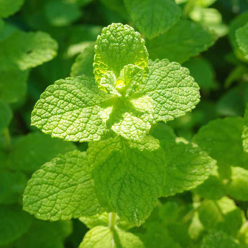 Apple Mint