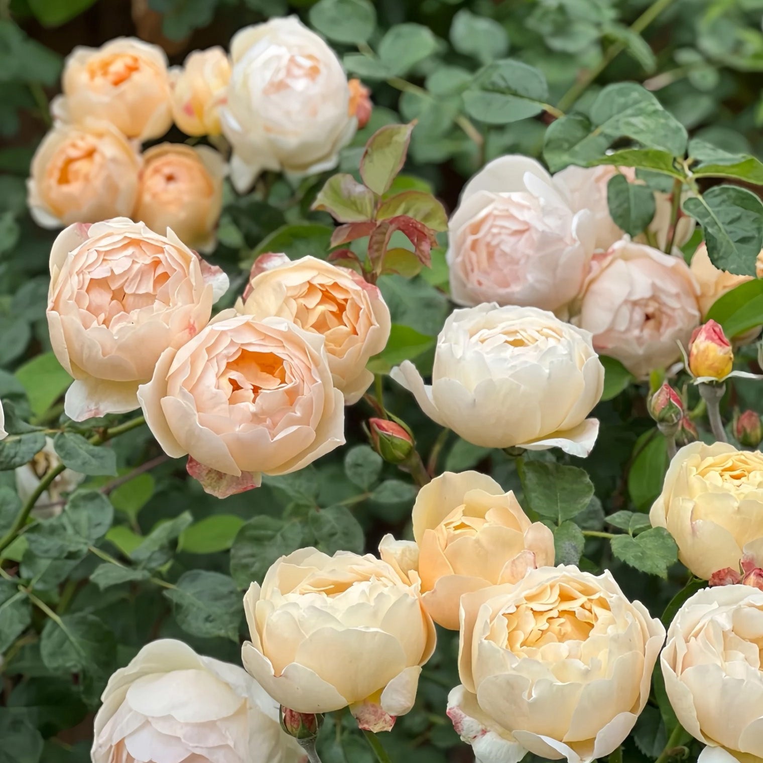 AUSjo Garden Shrub