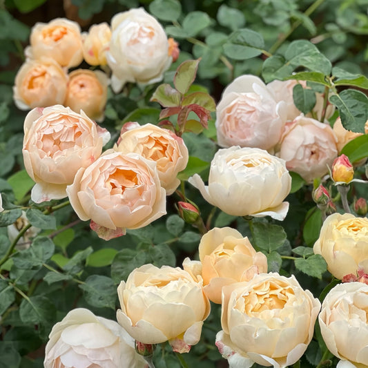 AUSjo English Rose Shrub