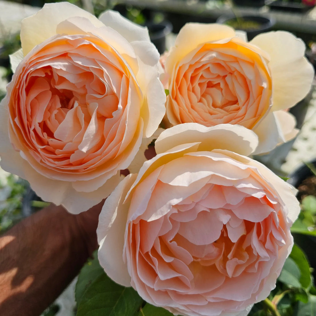 AUSjo English Rose Shrub