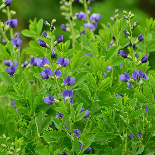 Baptisia Australis 'Blue False Indigo'