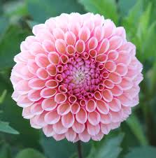 Dahlia Tuber "Bracken Rose"
