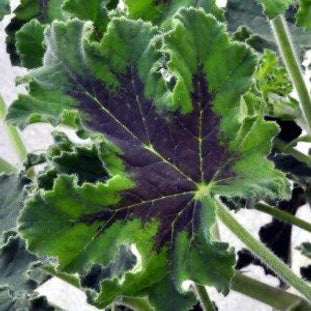 Chocolate Mint Scented Geranium
