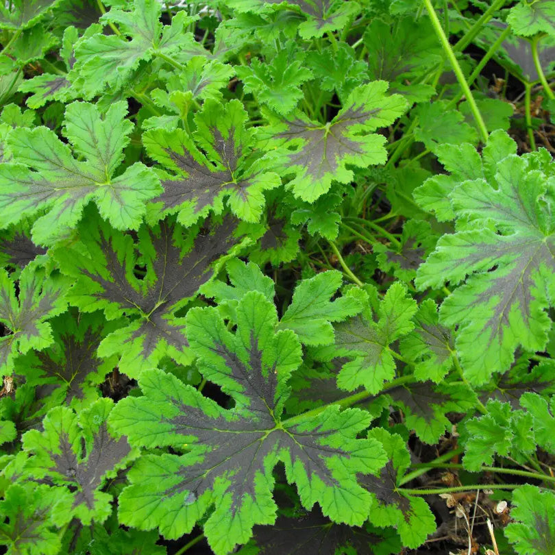 Chocolate Mint Scented Geranium