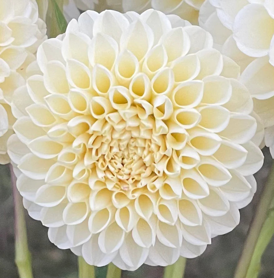 Dahlia Tuber "Creamy"
