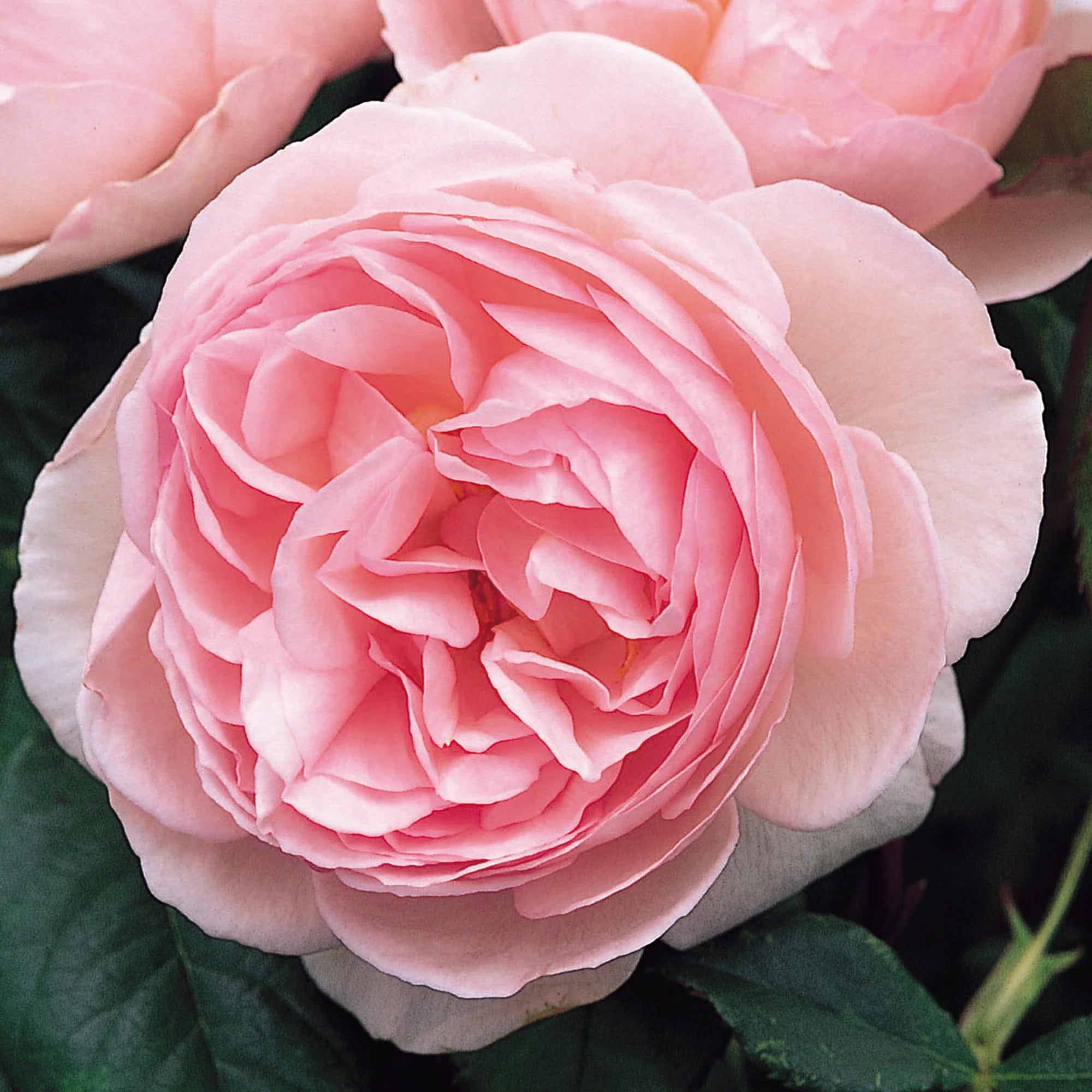 AUSblush English Climbing Rose Shrub