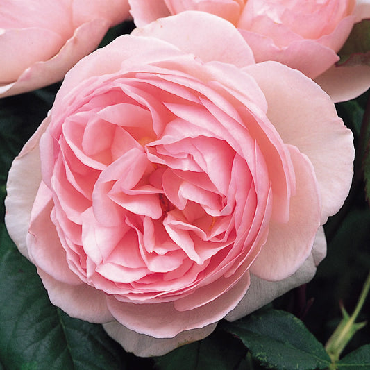 AUSblush English Climbing Rose Shrub