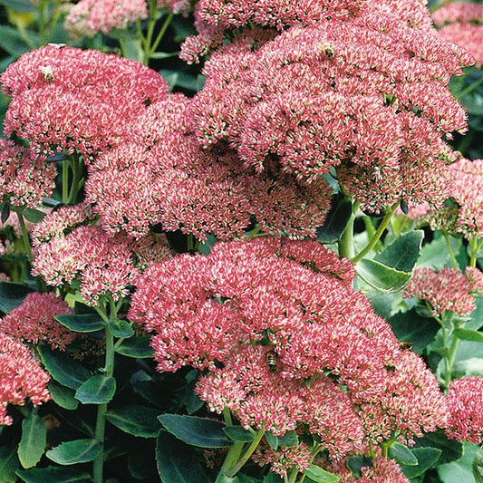 Sedum 'Autumn Joy'