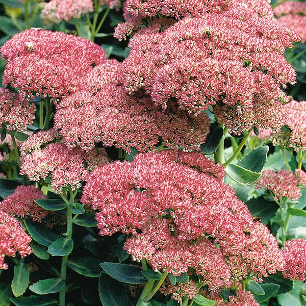 Sedum 'Autumn Joy'