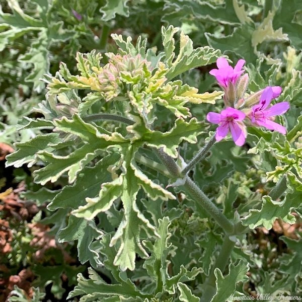 Rose Scented Geranium