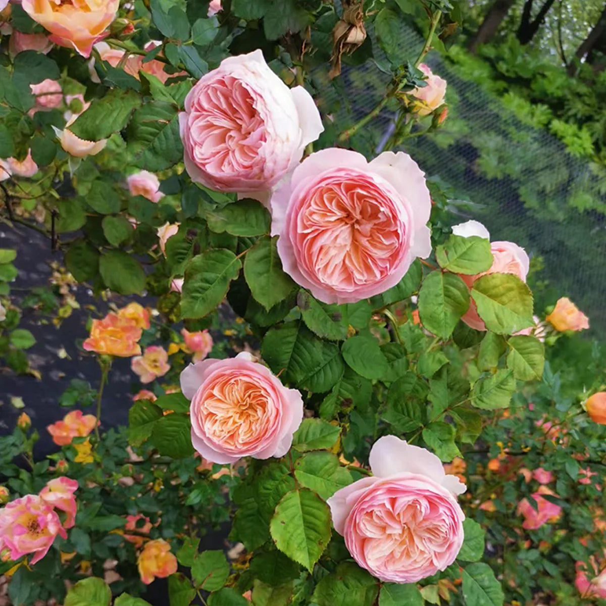 Han Xian Climbing Rose Shrub