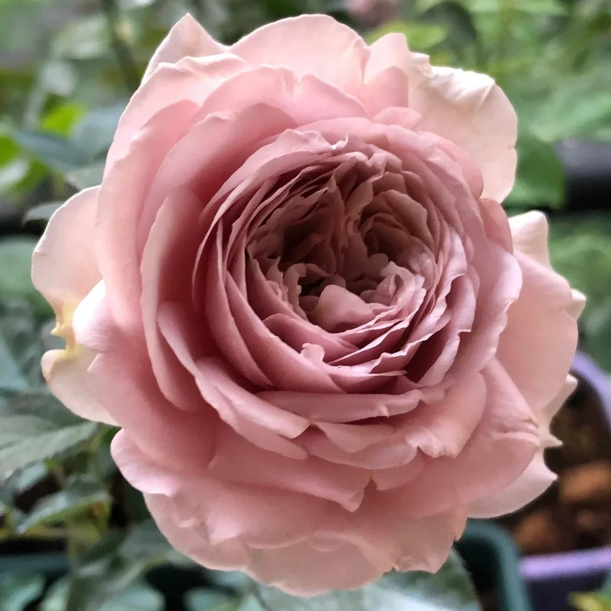 Charity Towa Rose Shrub