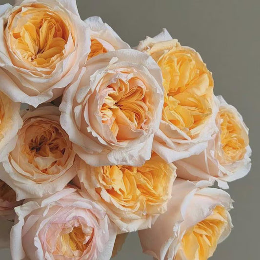 Victorian Peach Rose Shrub