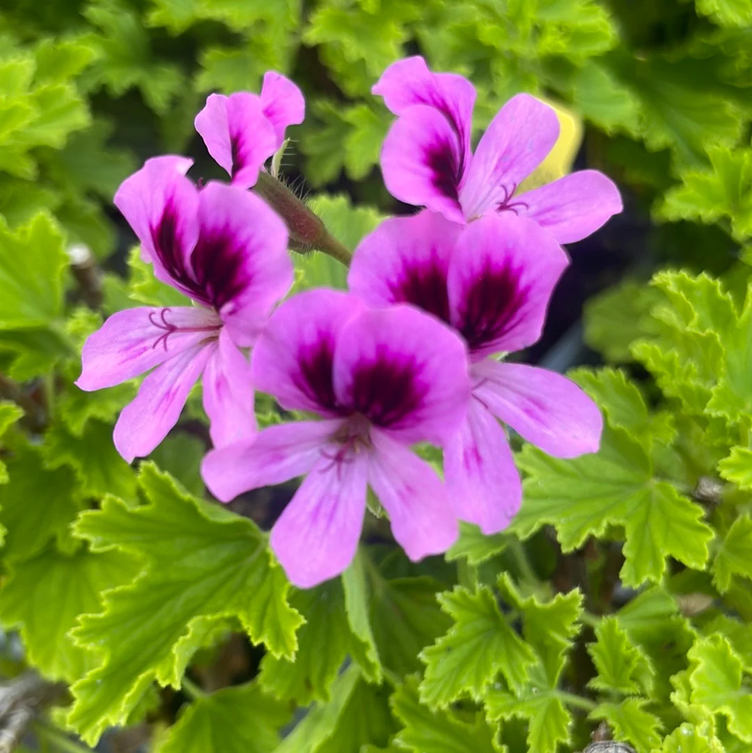 Scented Geranium 'Orange Fizz'