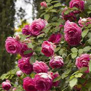 Pink Floyd Rose Shrub