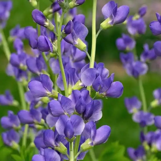 Baptisia Australis 'Blue False Indigo'