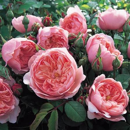 AUSgrab English Rose Shrub