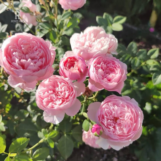 AUSgrab English Rose Shrub