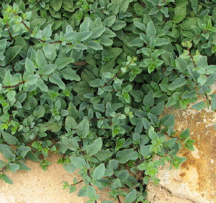 Hopley's Purple Oregano