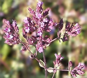 Hopley's Purple Oregano